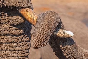 Elephant love by Chris Stenger