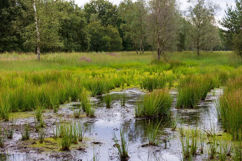 Green Marsh Landscape in Huijbergen - Restful Nature Photography by Jolanda Hugens Kommers