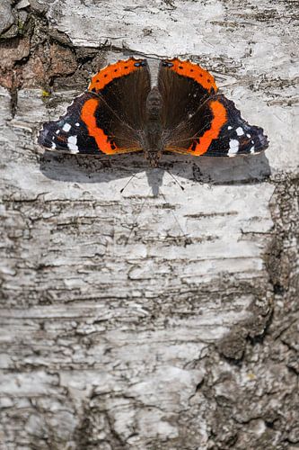 Atalanta in the sun on a birch tree