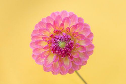 L'amour des dahlias's 2