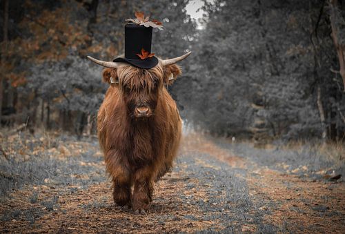 Schotse Hooglander in de herfst