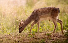 A young roe deer in a dune area by Rosetta Schiff