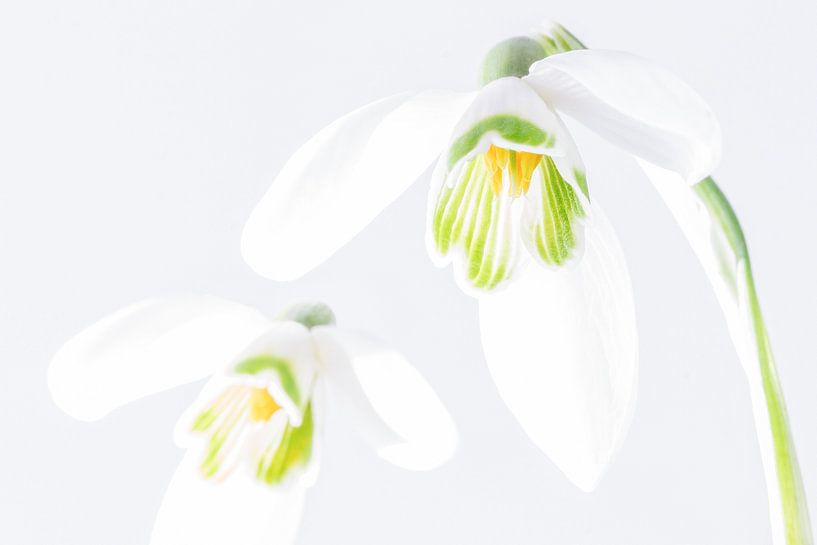 Snowdrops by Heidi Bol