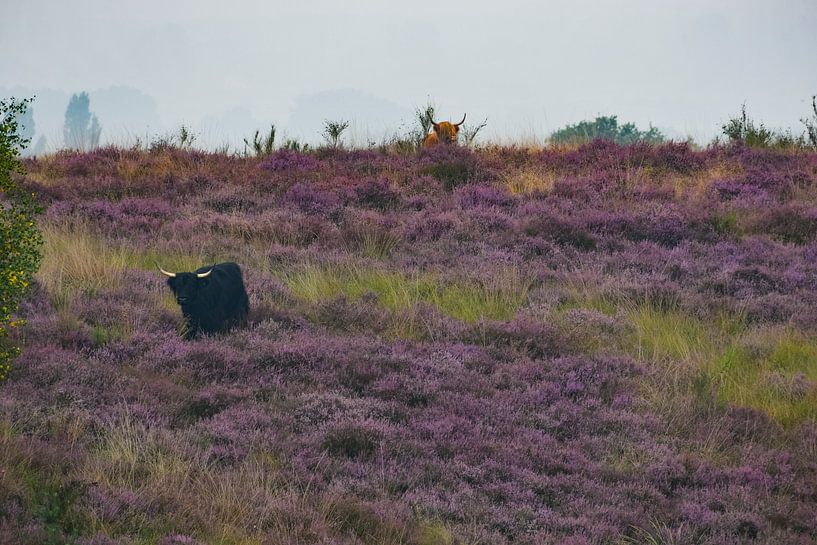 De Stier op de Mookerheide van Truckpowerr