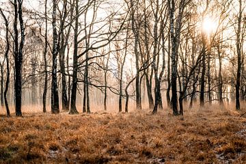 Zonnestralen door de Mist Mystiek Bos in de Ochtend Griendtsveen de Peel van Femke Ketelaar