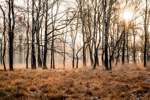 Zonnestralen door de Mist Mystiek Bos in de Ochtend Griendtsveen de Peel