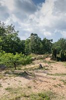 Duinlandschap