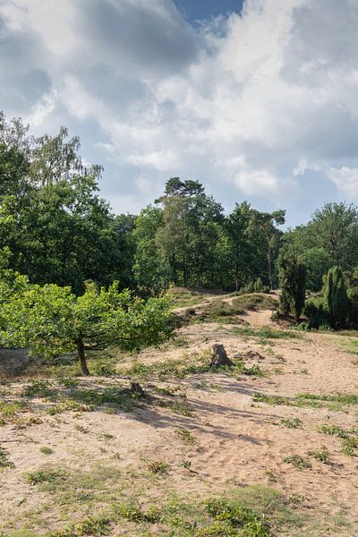 Duinlandschap van Maarten Borsje