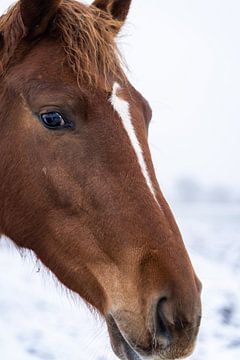 Brown horse by Jim Plaum
