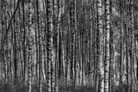 La forêt de bouleaux en noir et blanc