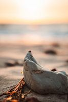 Ladybirds on the beach