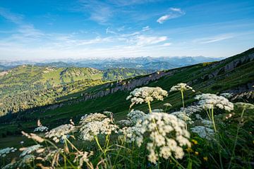 Blumige Aussicht vom Hochgrat in die Allgäuer Alpen