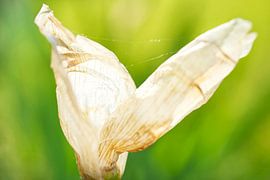 White Husk of an Iris Flower