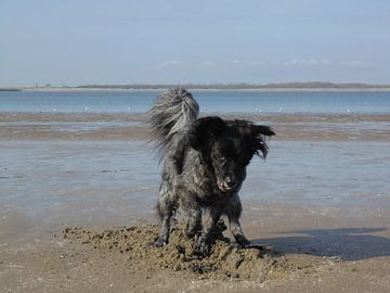 Free von Koos Iperen