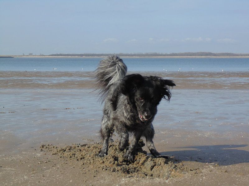 Free von Koos Iperen