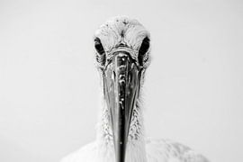 Storch von Poster Art Shop