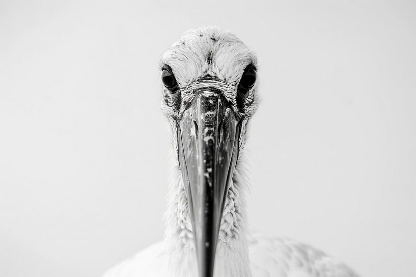 Stork by Poster Art Shop