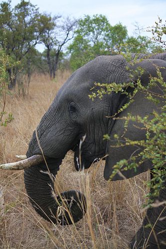 Olifant