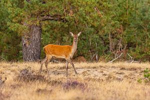 Rotwild auf der Hoge Veluwe, Niederlande