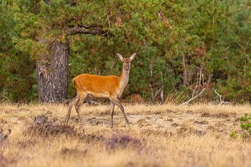 Red deer on the Hoge Veluwe, Netherlands by Gert Hilbink