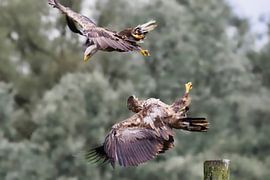 Two sea eagles in flight against a pale green background. by Rob Geerlings