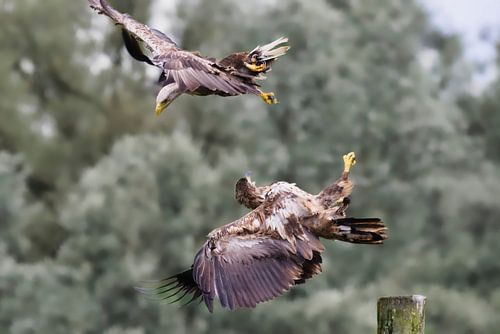 Twee in vlucht spelende zeearenden tegen een zachtgroene achtergrond.