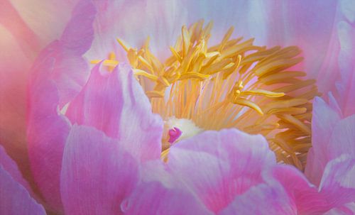 pivoine douce