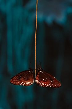 Stilleven van vlinders