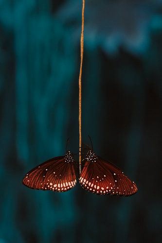 Stilleven van vlinders