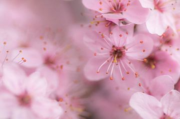 Dreamy blossoms by Birgitte Bergman