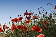 poppies par Yvonne Blokland Aperçu