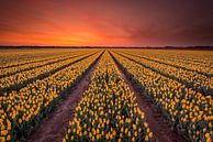 Gele tulpen bij zonsopkomst von Jenco van Zalk Miniaturansicht