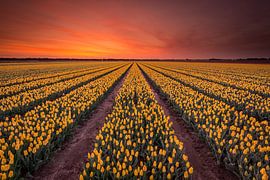 Gele tulpen bij zonsopkomst von Jenco van Zalk