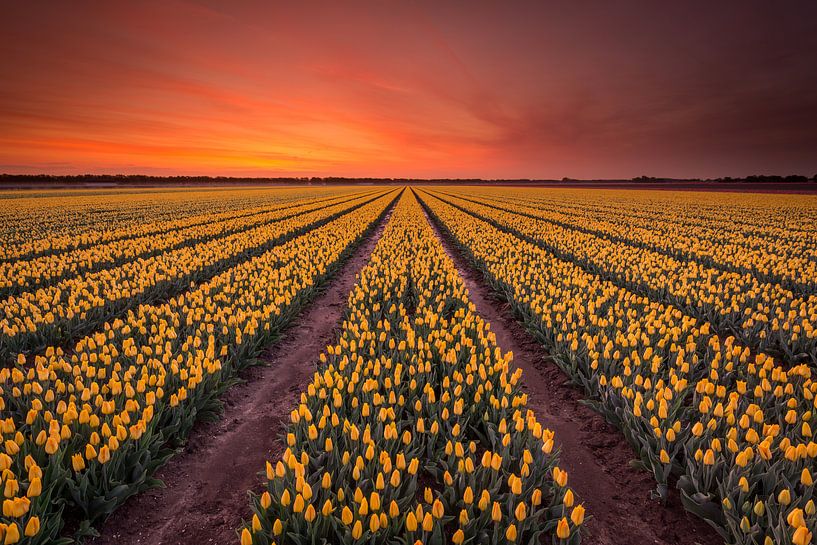 Gele tulpen bij zonsopkomst von Jenco van Zalk