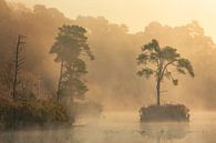 lonley tree van Axel Drenth thumbnail