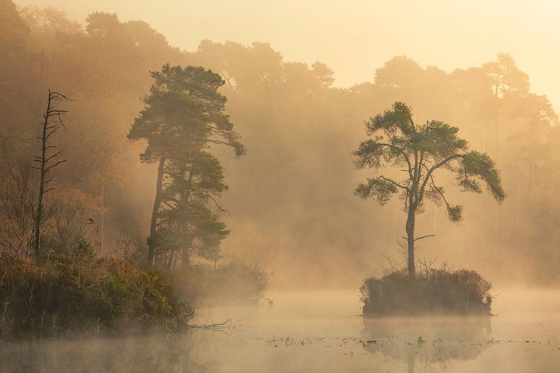lonley tree van Axel Drenth