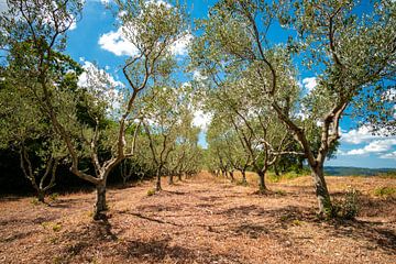 Olivenbaum Allee in der Toskana von Leo Schindzielorz