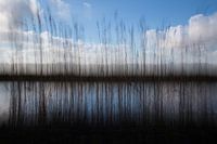 Reed