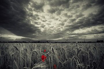 Poppy before the storm