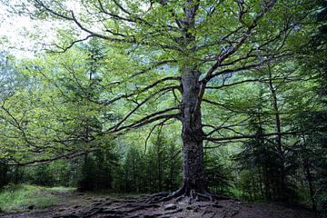Imposante, oude boom in Ordesa Nationaal Park, Spanje van Rini Kools
