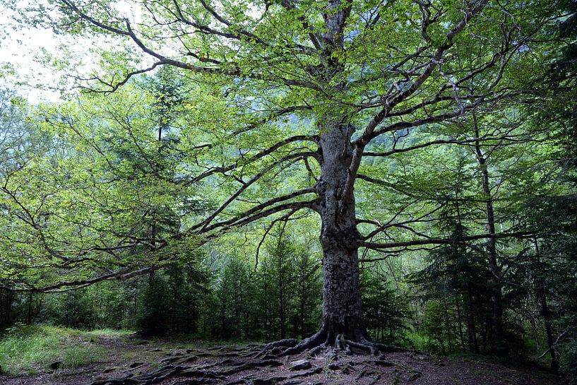 Imposanter alter Baum im Ordesa-Nationalpark, Spanien von Rini Kools
