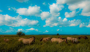 Horses van Anne Koop