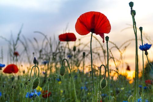 Bloemenweide bij zonsondergang