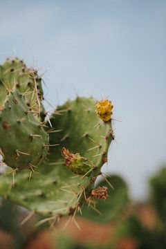 Kaktus mit goldenem Versprechen von Thirza Wijnja