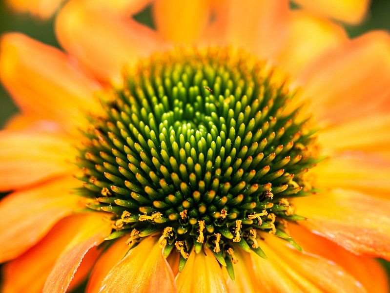 Macrofoto van oranje bloem met groene kern van Linda van der Meer