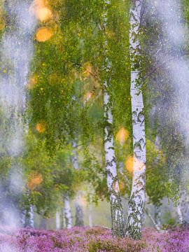 Tussenbomen van Daniela Beyer