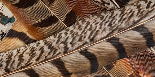 Lijnenspel in panorama van bruintinten: Een stapeltje veren