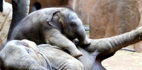Baby olifantje Sunay aan het spelen