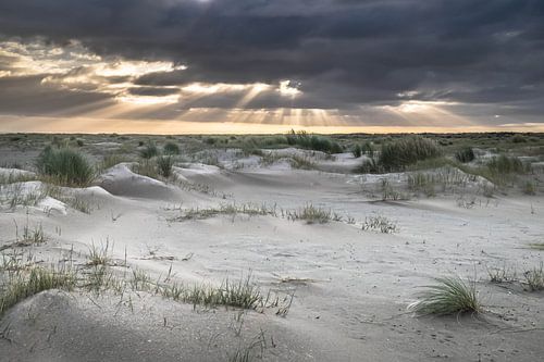 Amelandse duinen