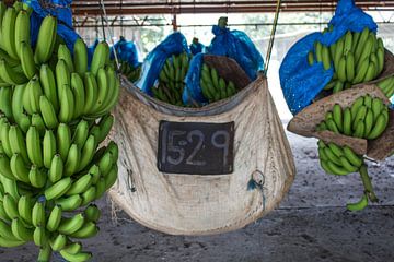 bananenplantage van Anna H Span